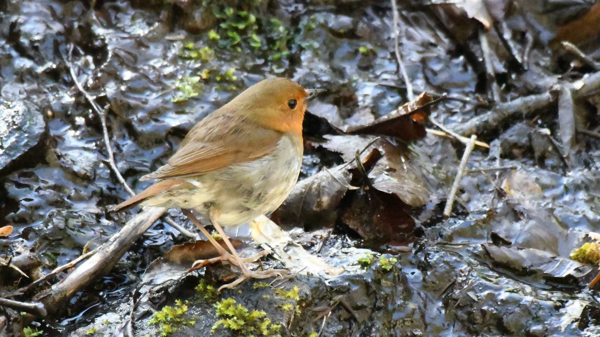 Japanese Robin