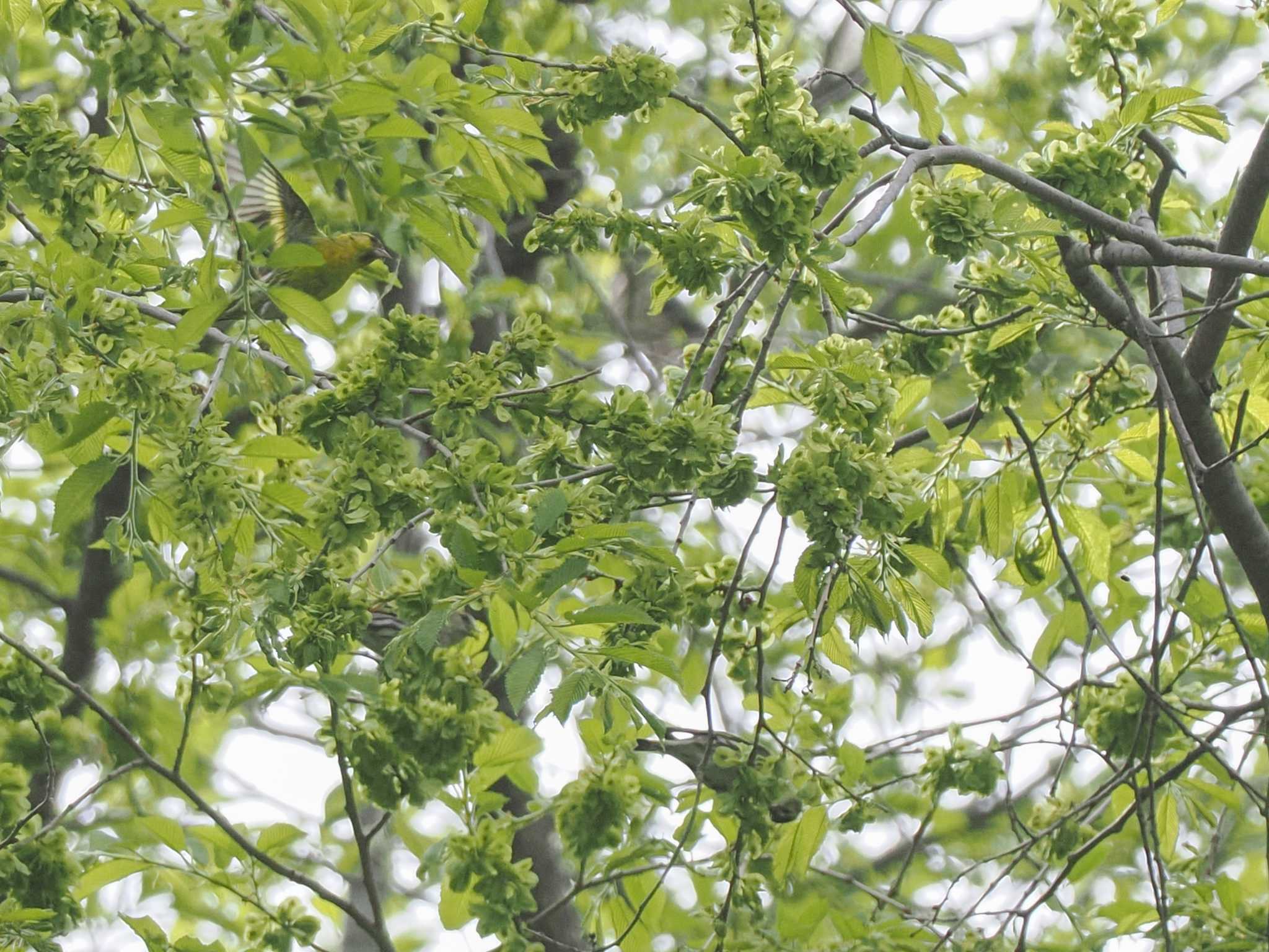 Eurasian Siskin