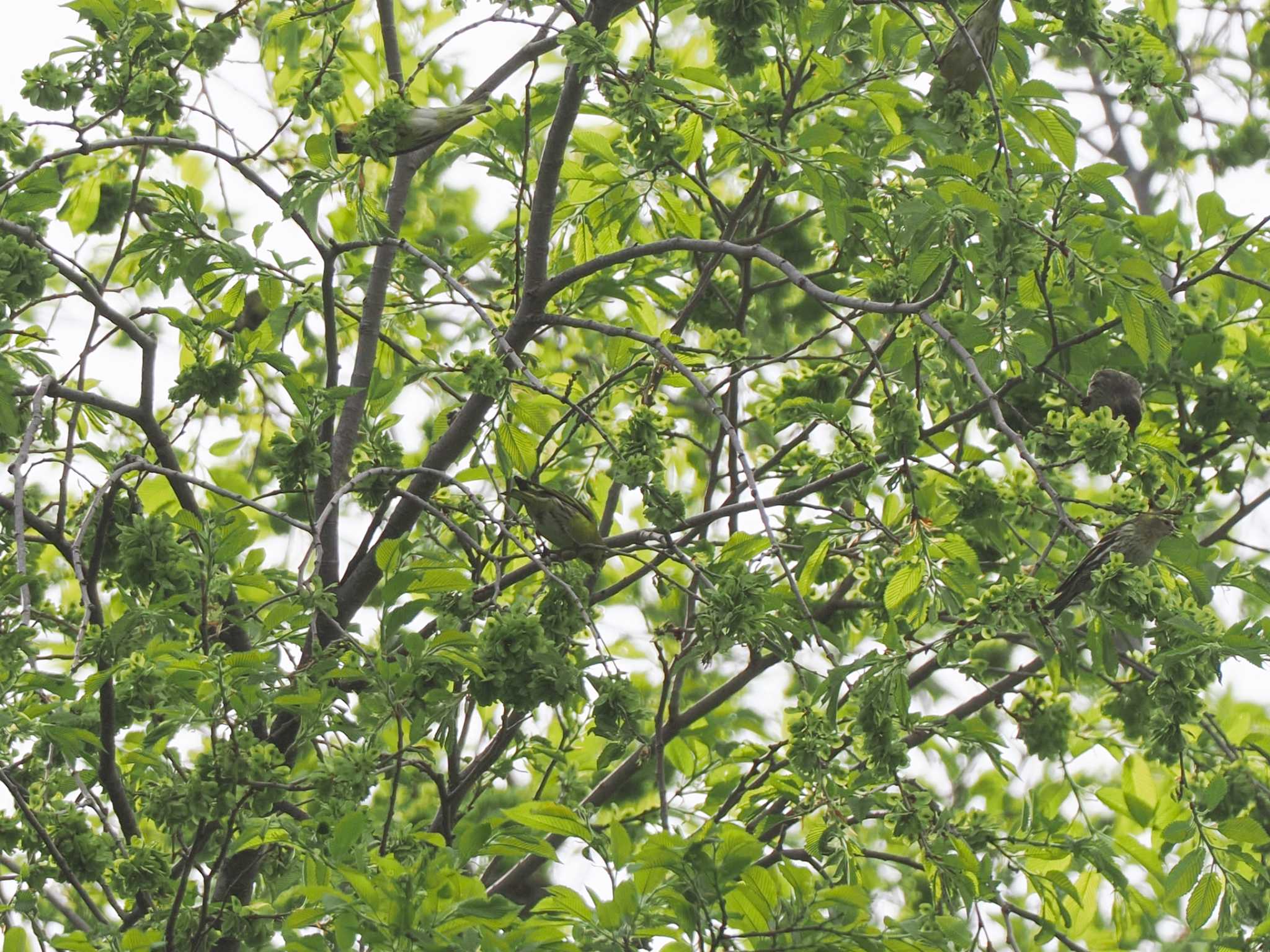 Eurasian Siskin