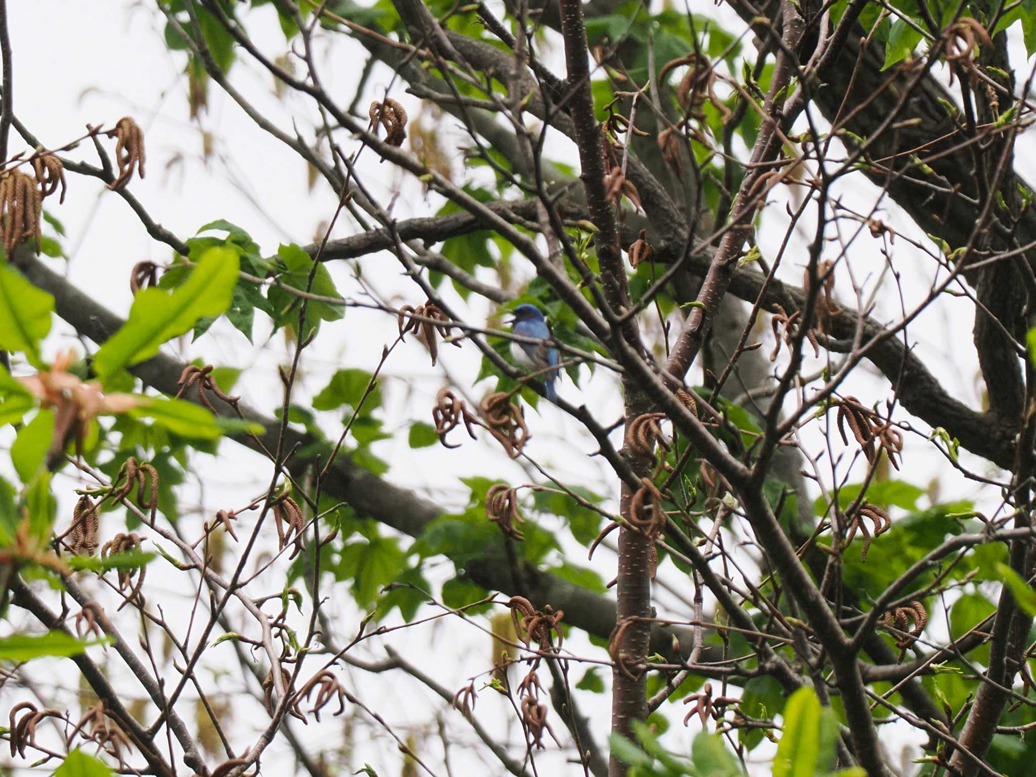 Blue-and-white Flycatcher