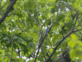 Sun, 5/12/2024 Birding report at 福井緑地(札幌市西区)