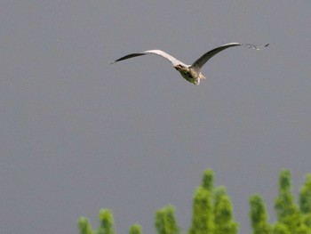 Grey Heron 福井緑地(札幌市西区) Sun, 5/12/2024