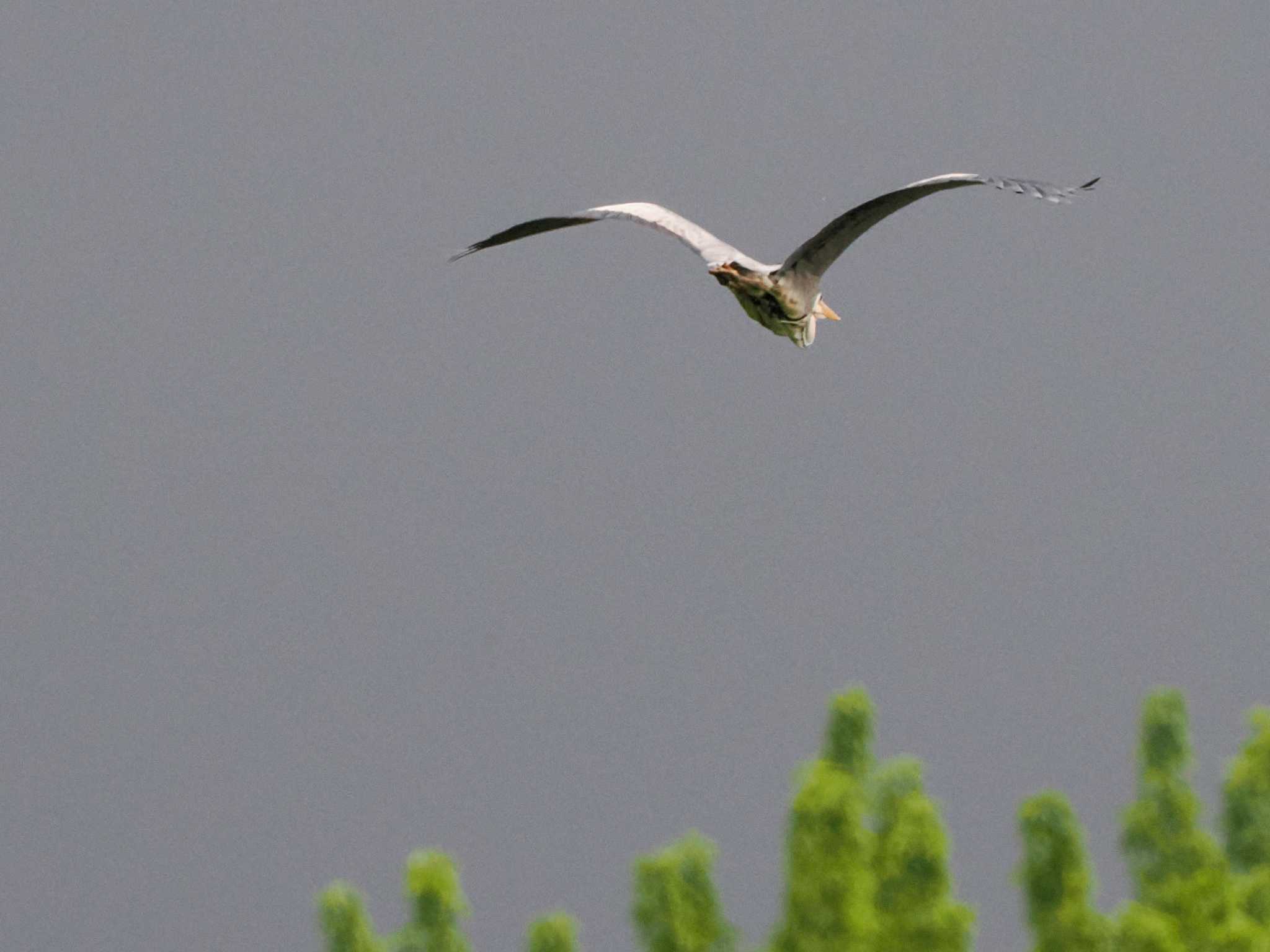 Grey Heron