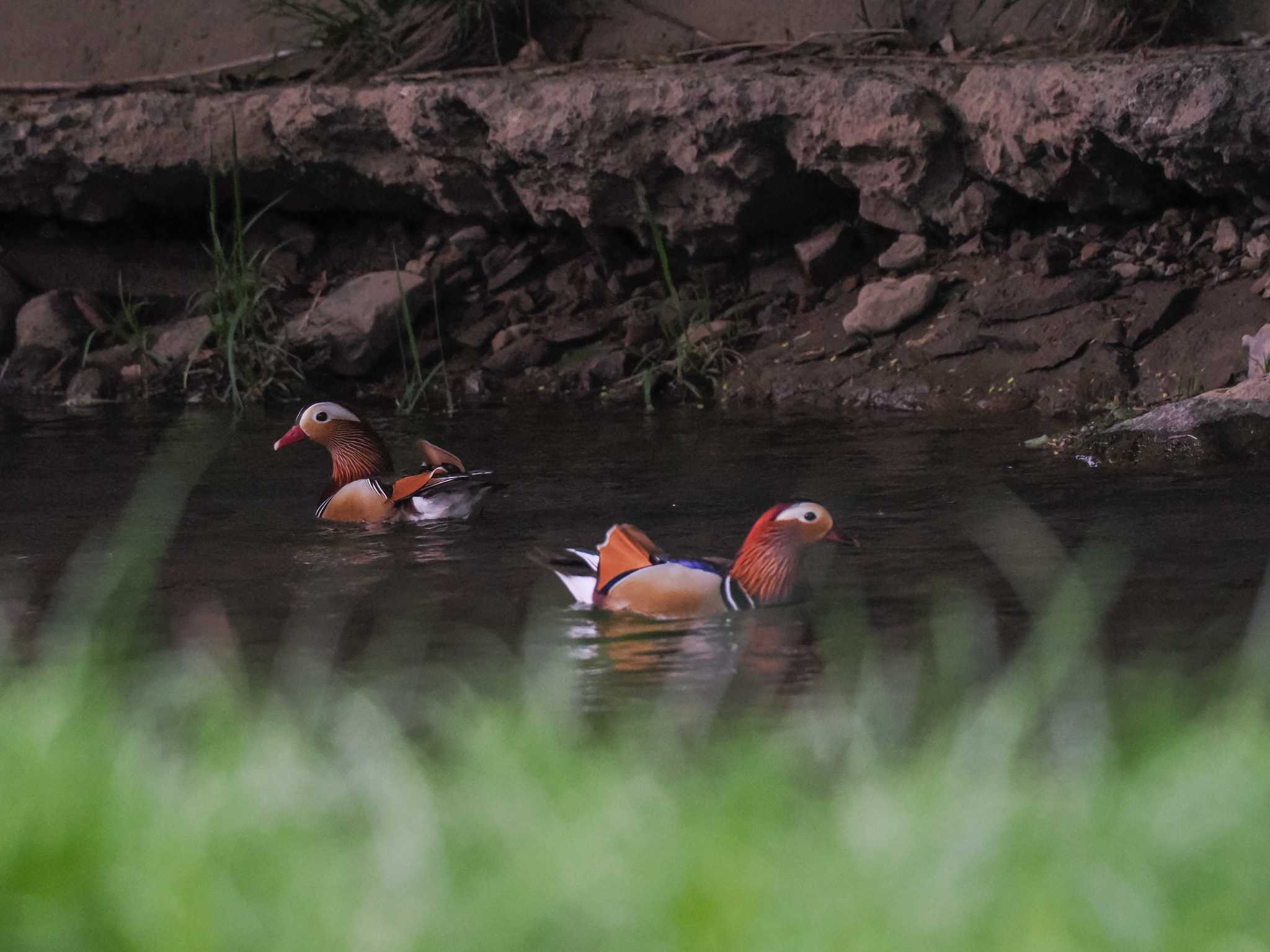 Mandarin Duck