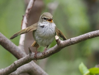 Sun, 5/12/2024 Birding report at 宮丘公園(札幌市西区)