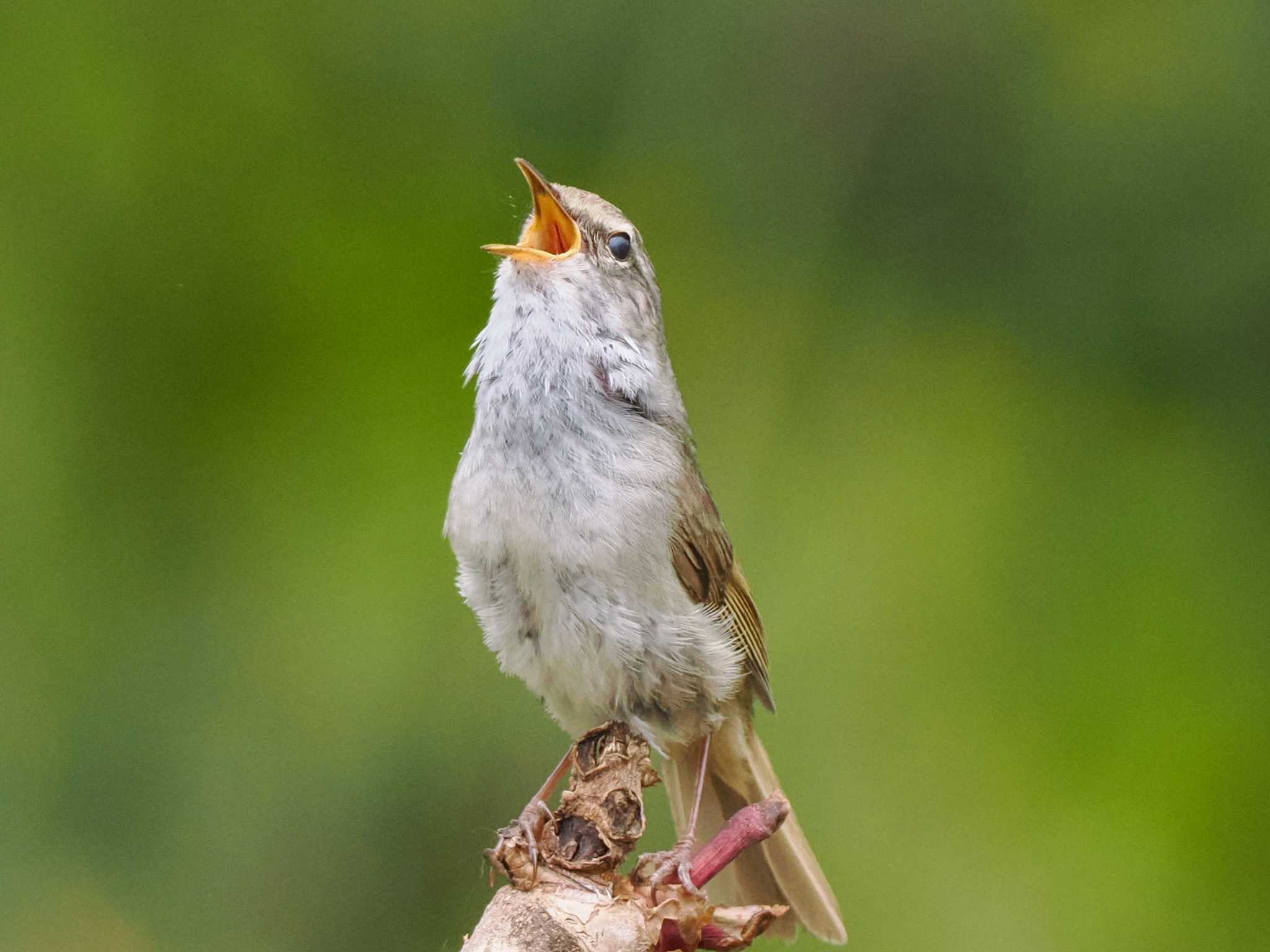 ウグイス