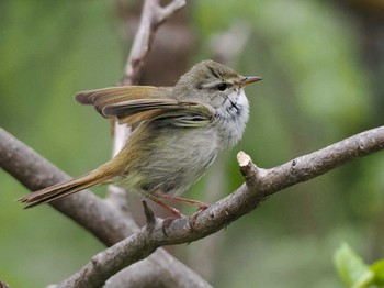 ウグイス 宮丘公園(札幌市西区) 2024年5月12日(日)