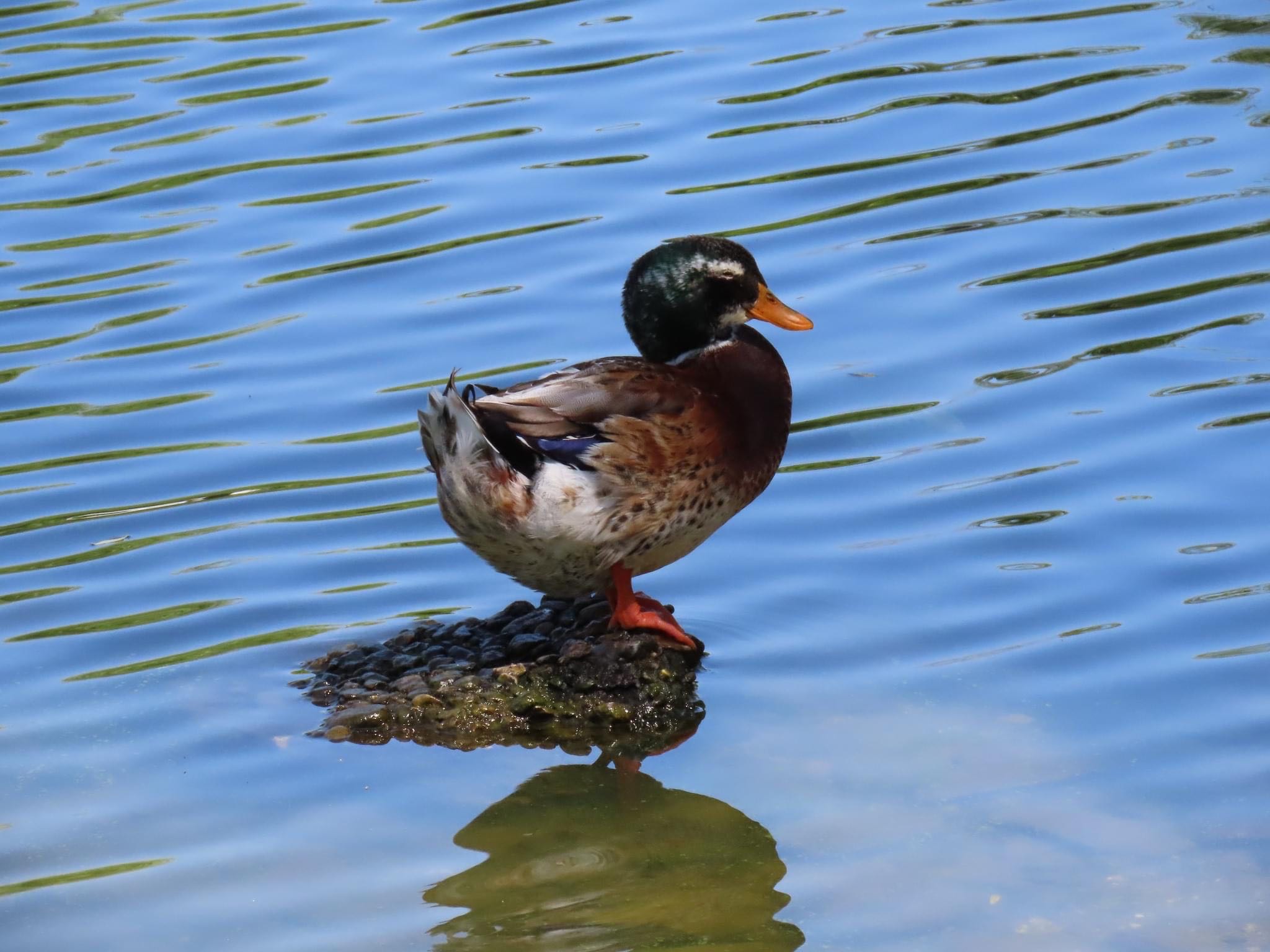 Photo of Domestic duck at Osaka castle park by えりにゃん店長