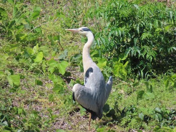 Grey Heron Osaka castle park Sat, 5/11/2024