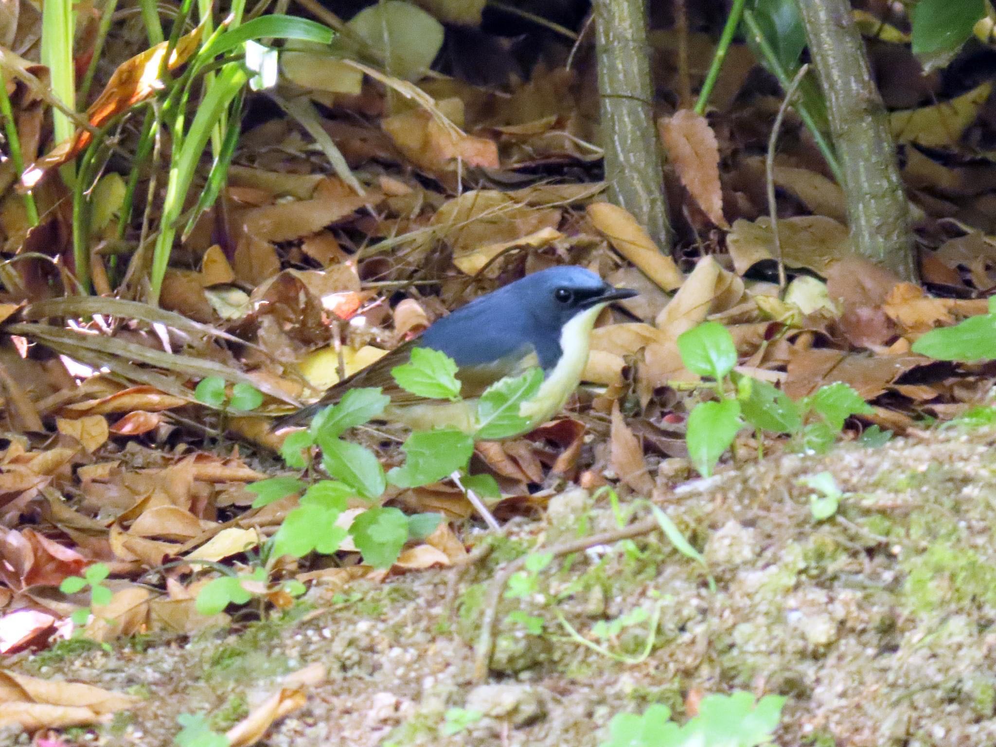Photo of Siberian Blue Robin at Osaka castle park by えりにゃん店長