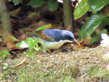 Siberian Blue Robin Osaka castle park Sat, 5/11/2024