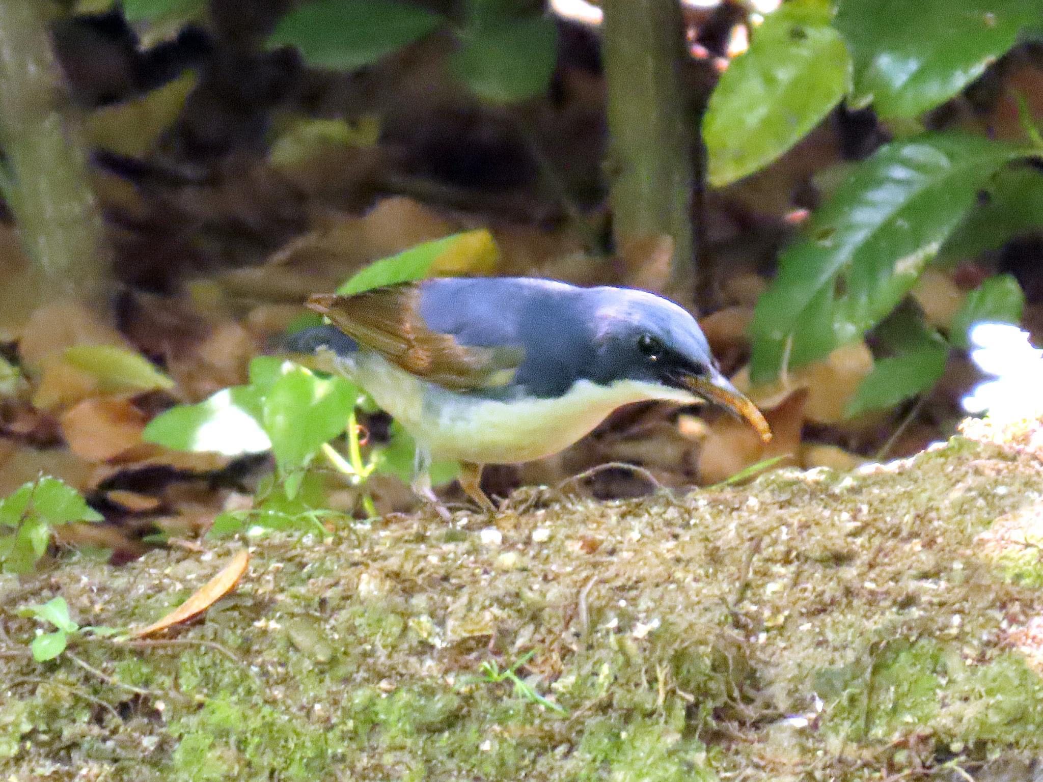 Photo of Siberian Blue Robin at Osaka castle park by えりにゃん店長