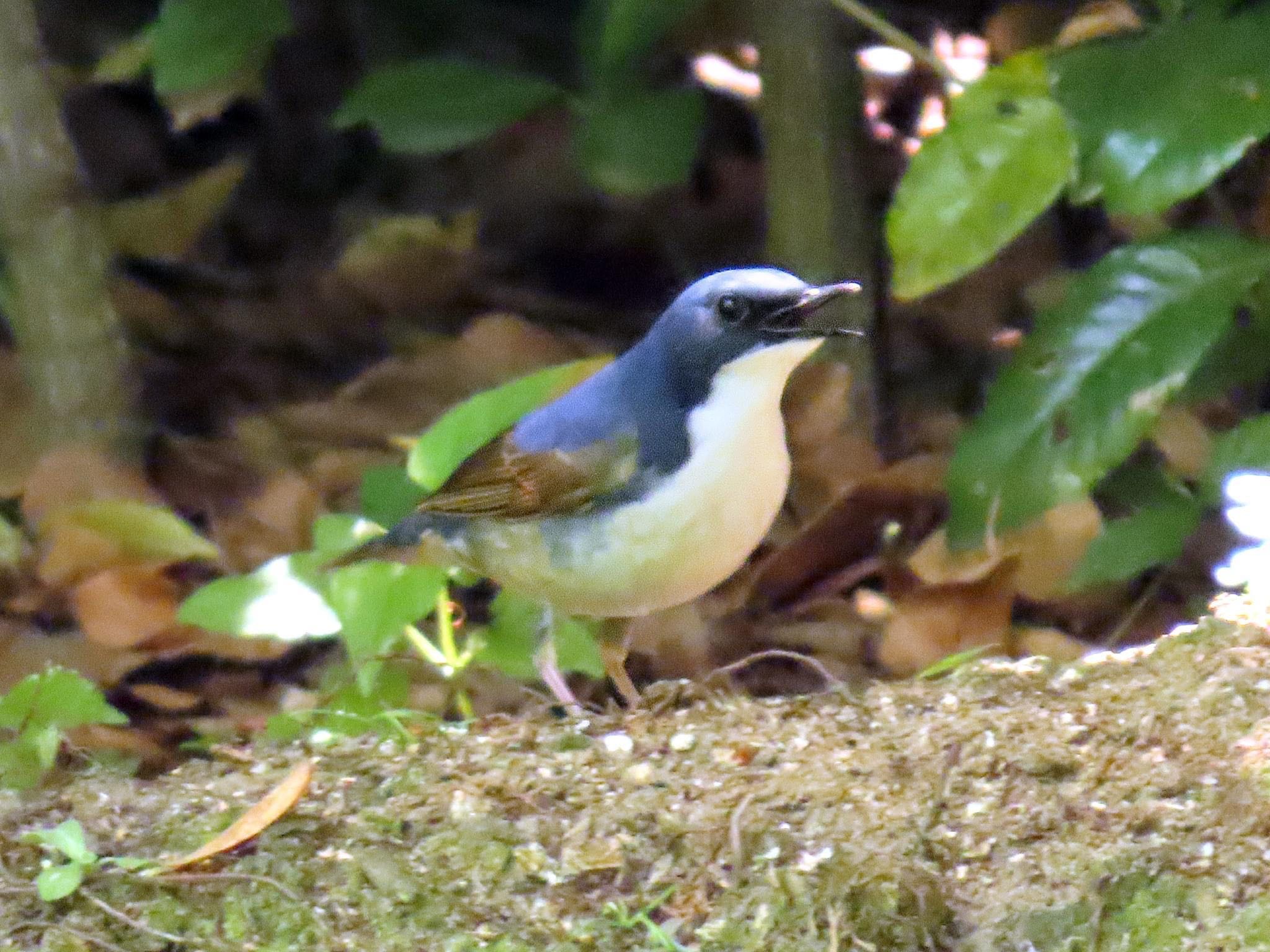 Siberian Blue Robin