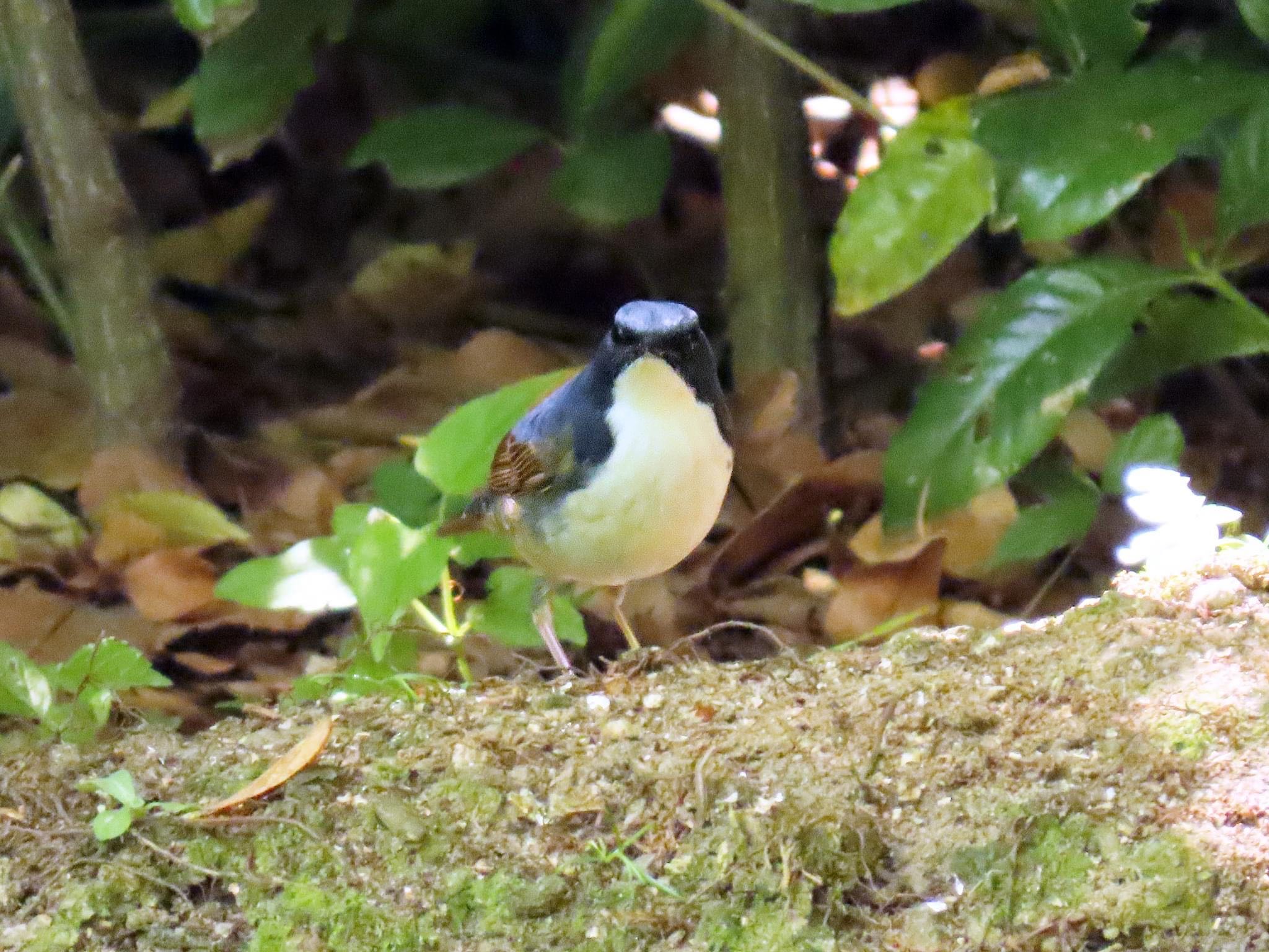 Siberian Blue Robin