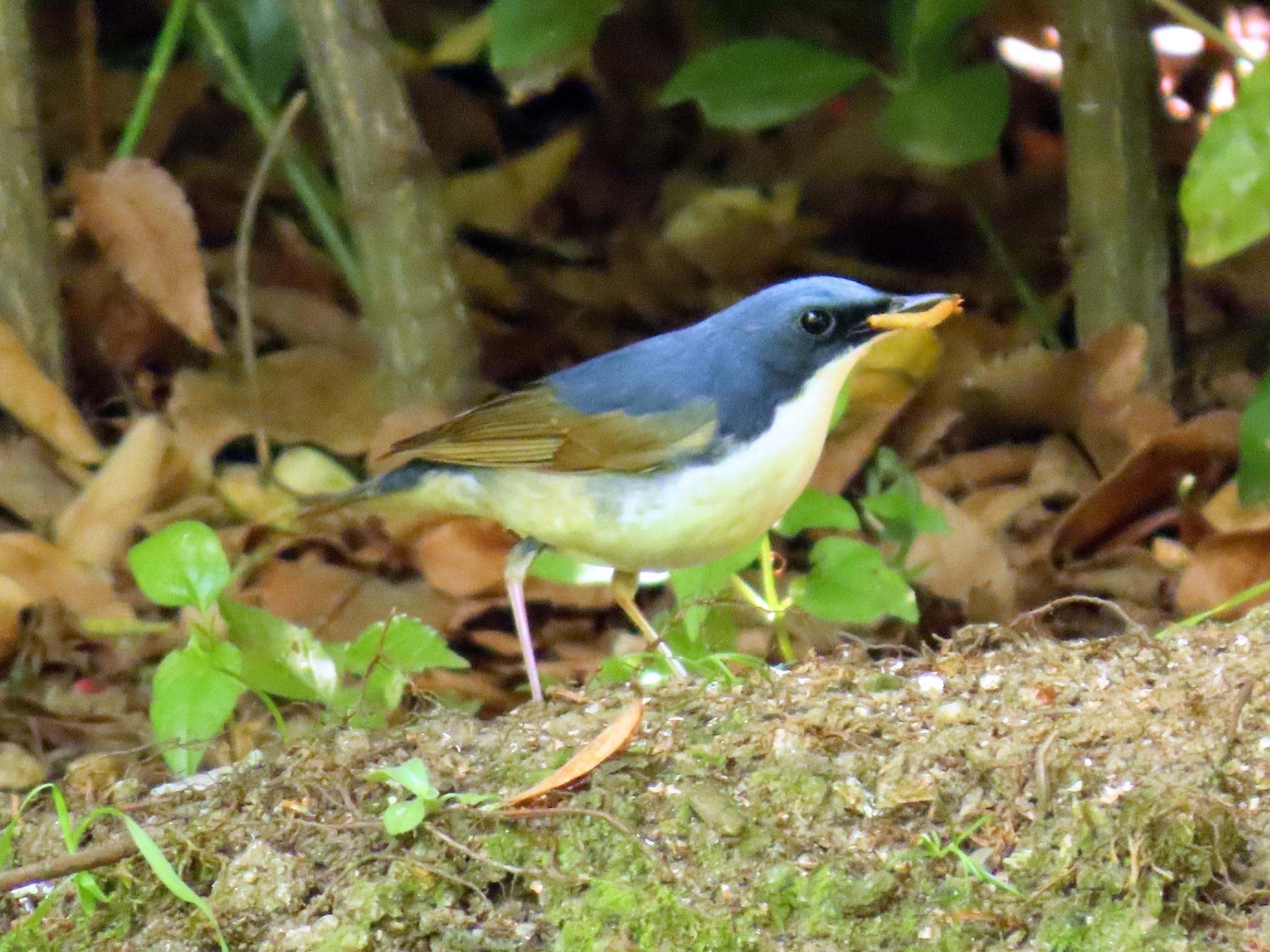 Siberian Blue Robin