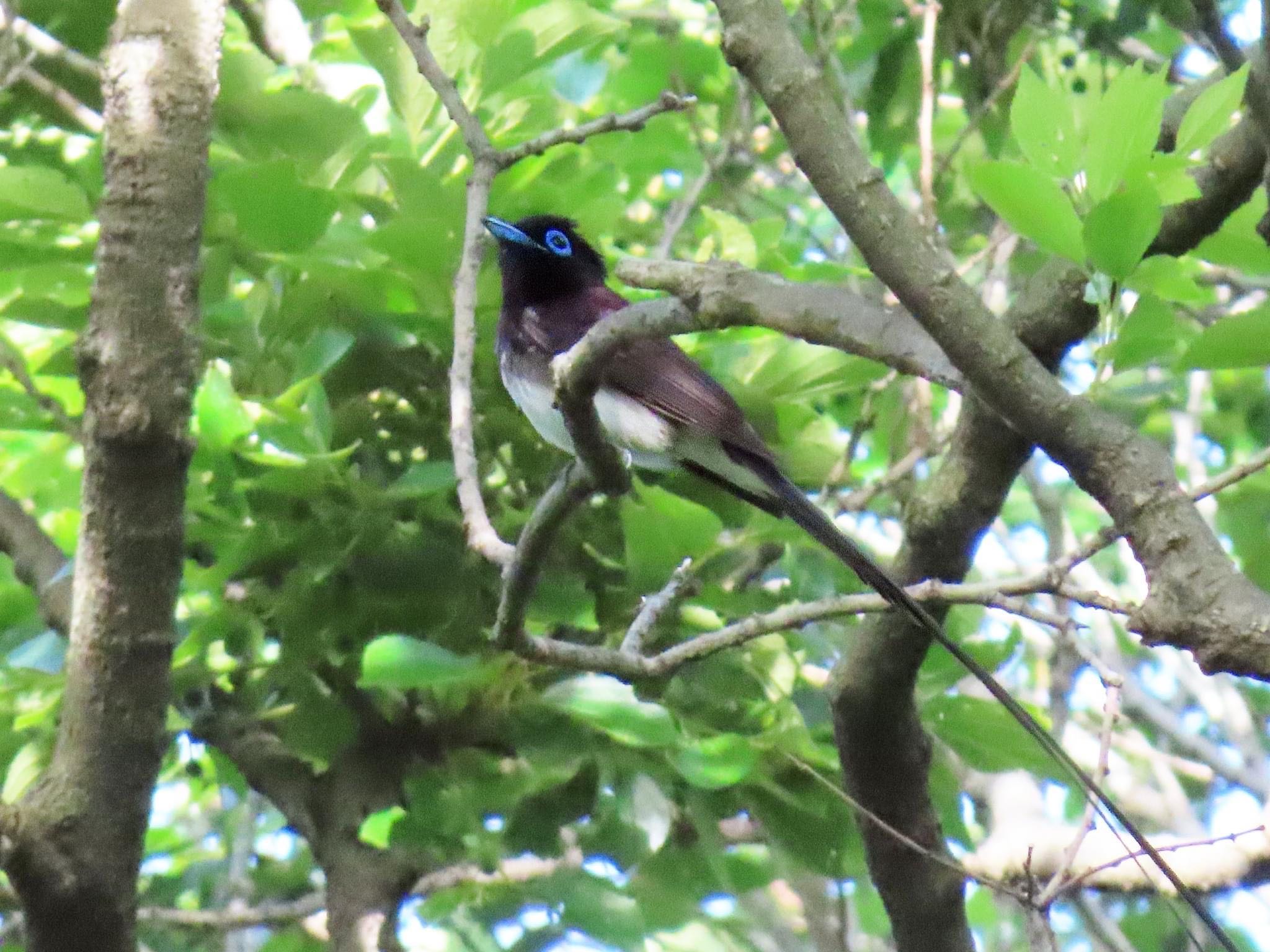 Black Paradise Flycatcher