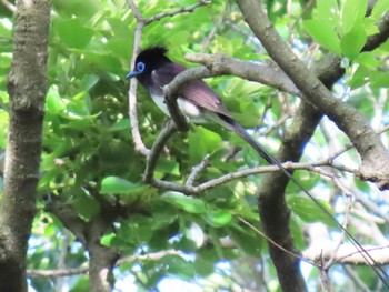 サンコウチョウ 大阪城公園 2024年5月11日(土)