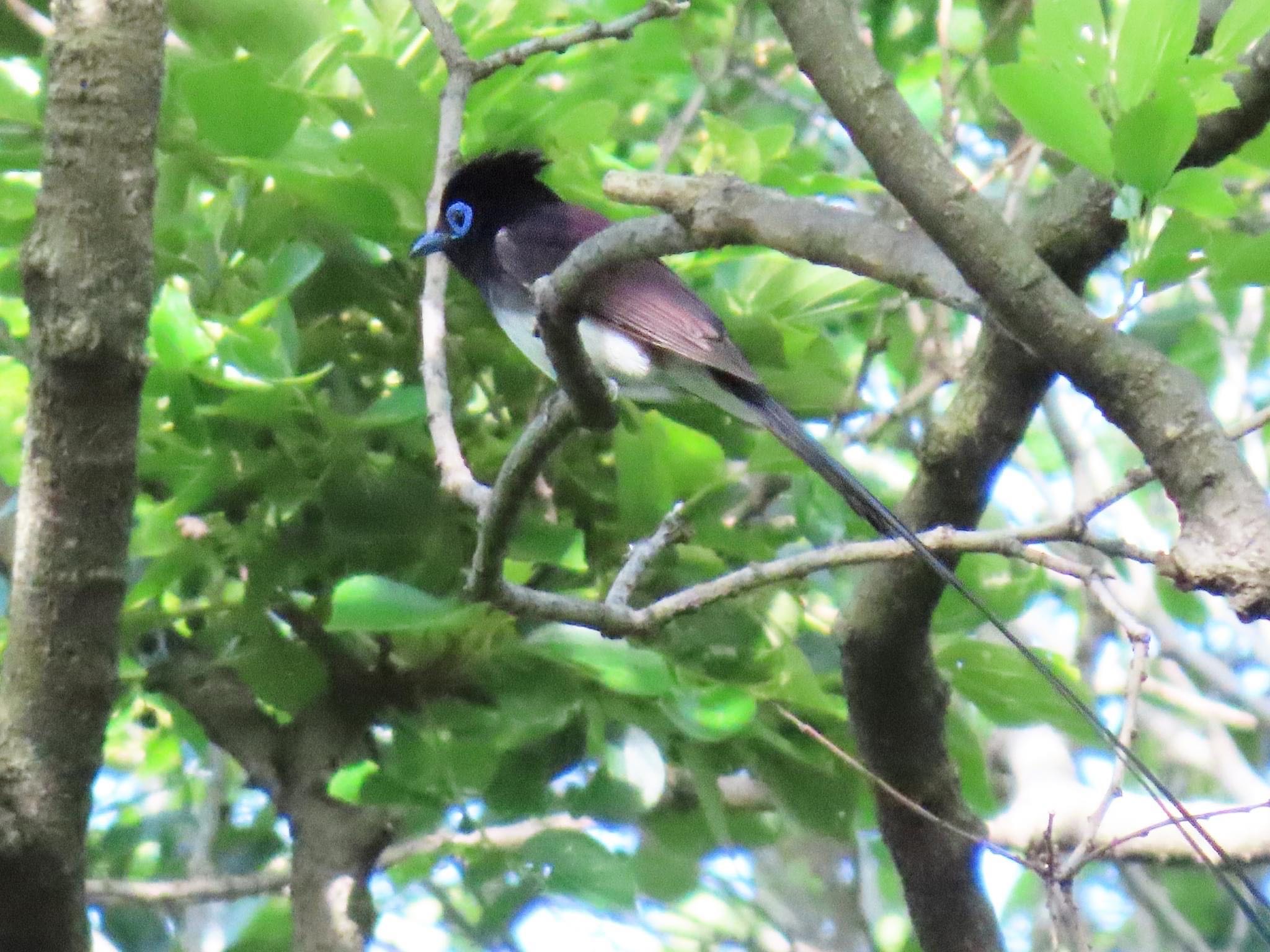 Black Paradise Flycatcher