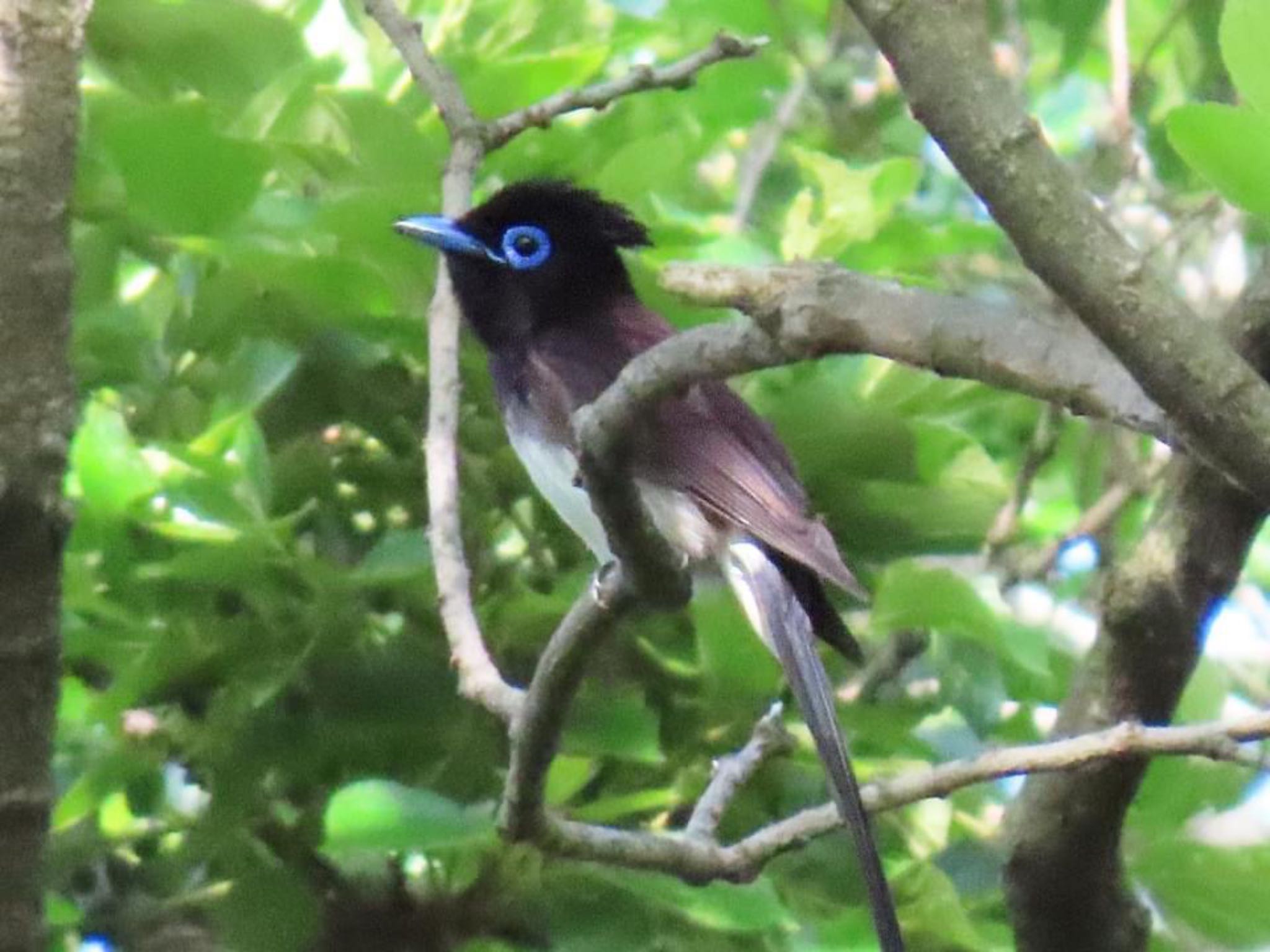 Photo of Black Paradise Flycatcher at Osaka castle park by えりにゃん店長