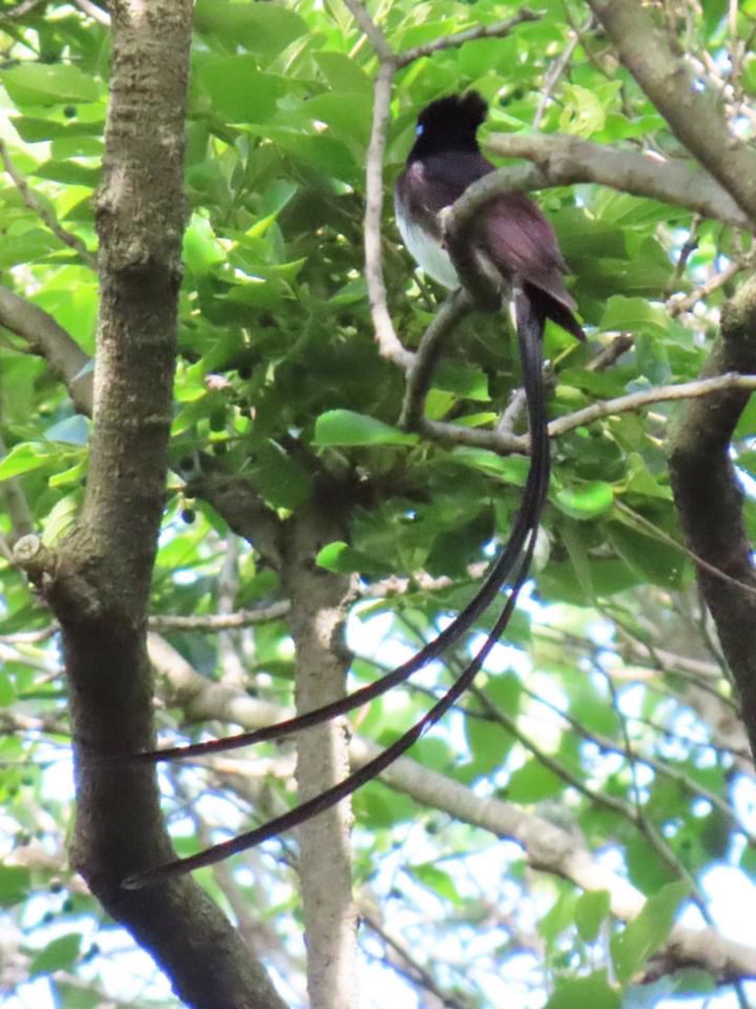 Black Paradise Flycatcher