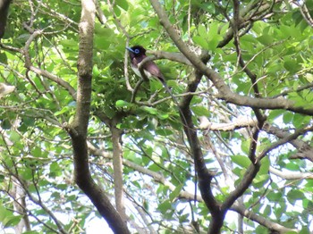 Black Paradise Flycatcher Osaka castle park Sat, 5/11/2024