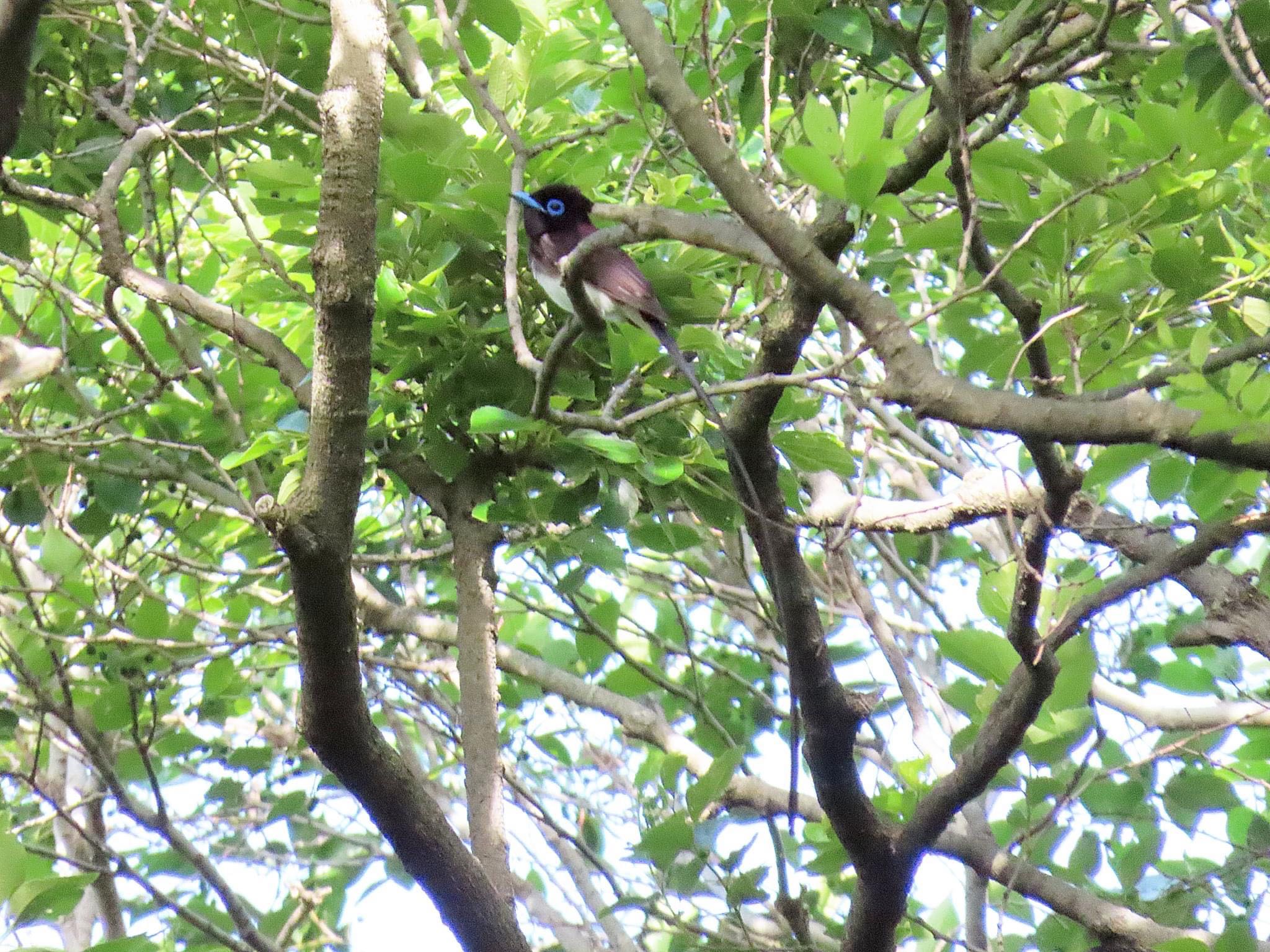 Photo of Black Paradise Flycatcher at Osaka castle park by えりにゃん店長