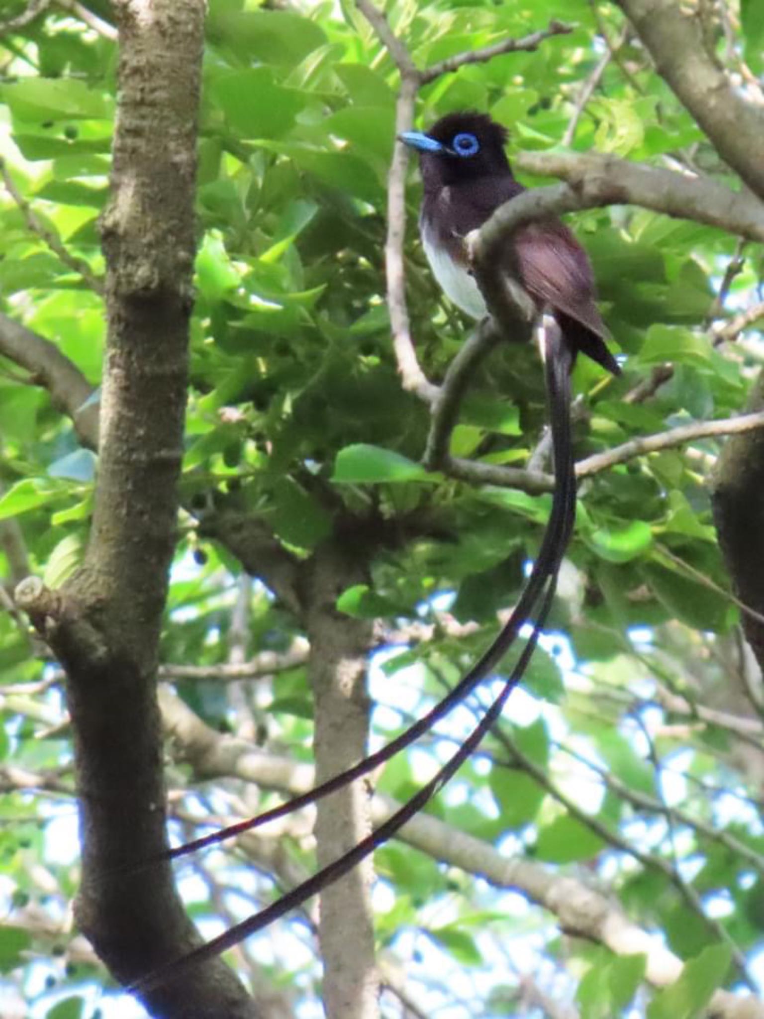 Black Paradise Flycatcher