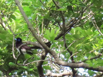 Black Paradise Flycatcher Osaka castle park Sat, 5/11/2024