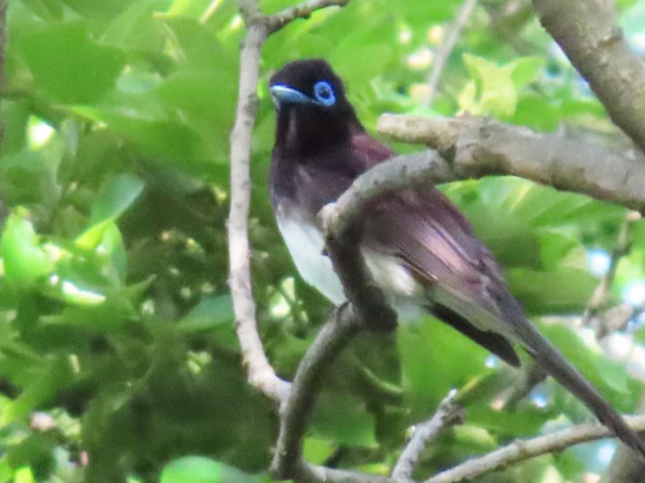 Black Paradise Flycatcher