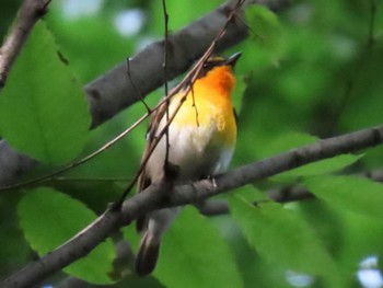 Narcissus Flycatcher Osaka castle park Sat, 5/11/2024