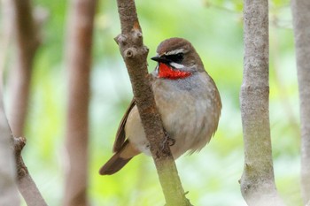 Siberian Rubythroat 出光カルチャーパーク(苫小牧) Sun, 5/12/2024