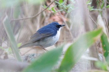 Siberian Blue Robin 出光カルチャーパーク(苫小牧) Sun, 5/12/2024