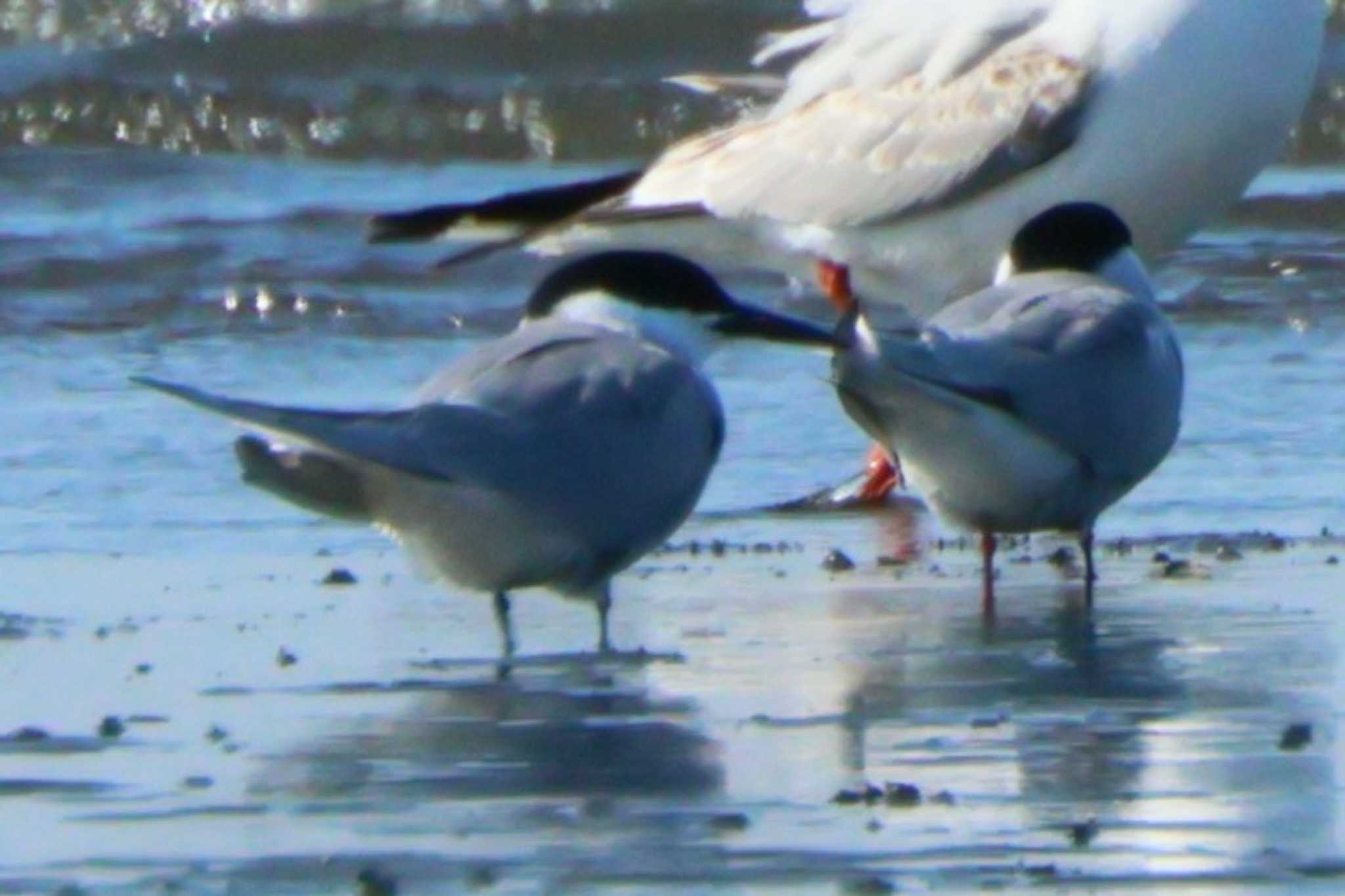 Photo of Common Tern at 三番瀬 by shige taka