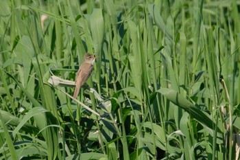 Oriental Reed Warbler 安塚公園(茨城県) Sat, 5/11/2024