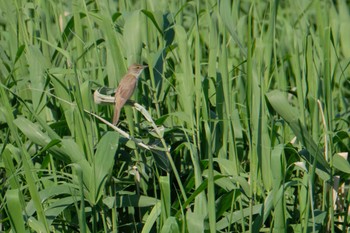 Oriental Reed Warbler 安塚公園(茨城県) Sat, 5/11/2024