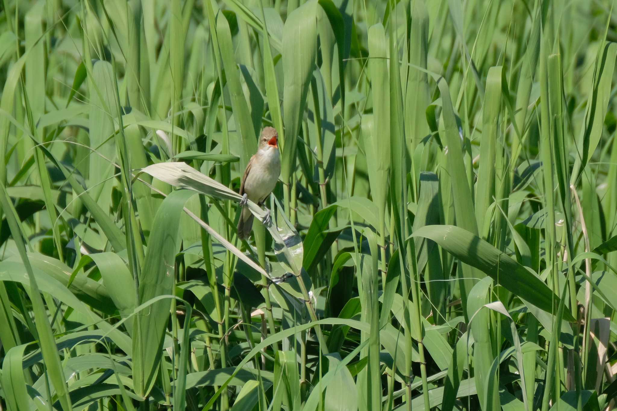 Oriental Reed Warbler