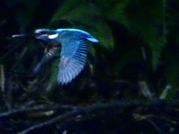 Common Kingfisher Maioka Park Sun, 5/12/2024