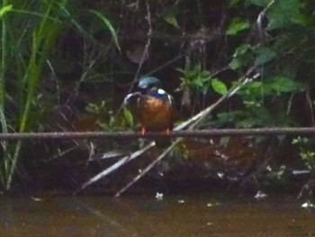 Common Kingfisher Maioka Park Sun, 5/12/2024