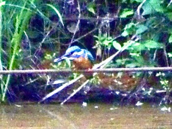 Common Kingfisher Maioka Park Sun, 5/12/2024