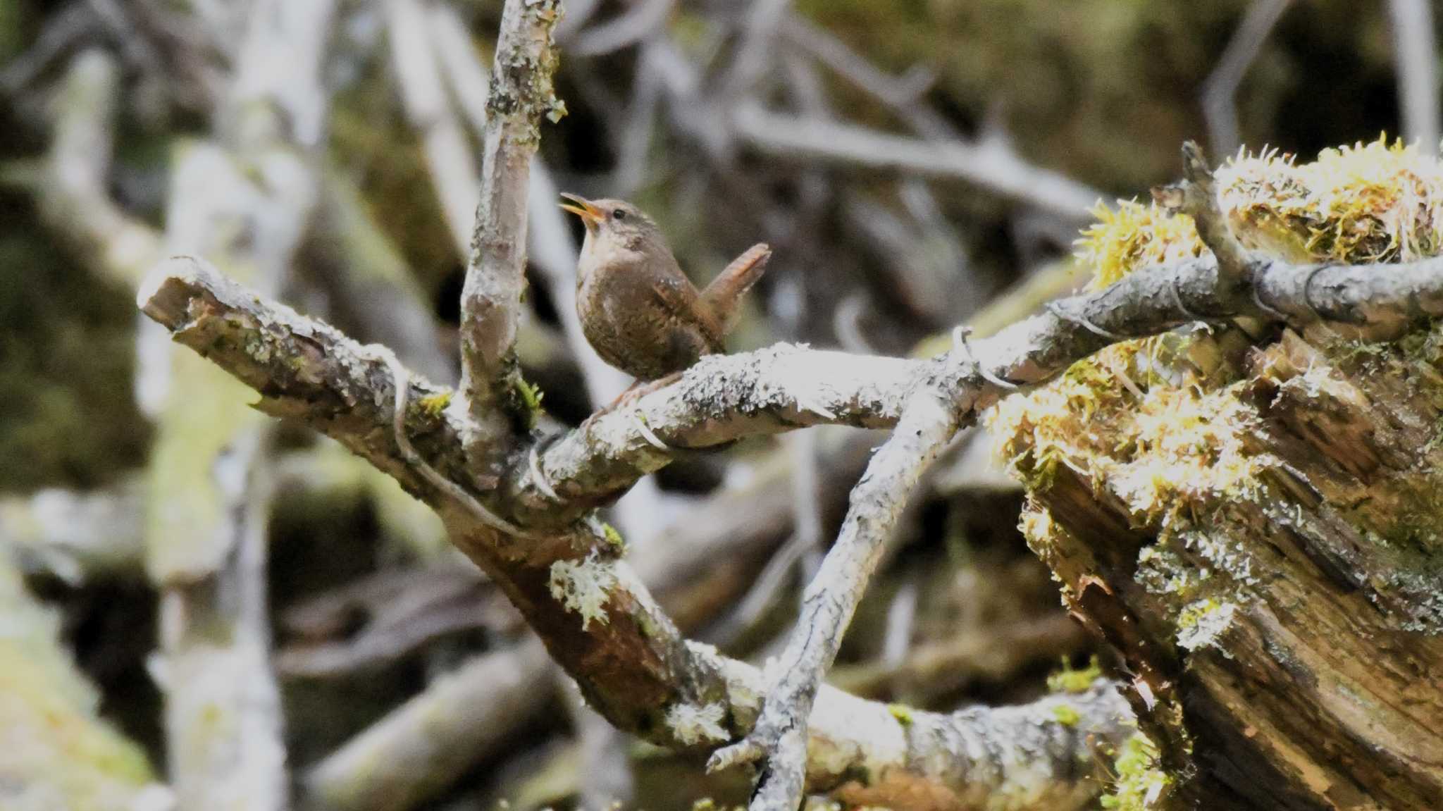 Eurasian Wren