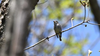 Asian Brown Flycatcher 長野県南佐久広域 Sat, 5/11/2024