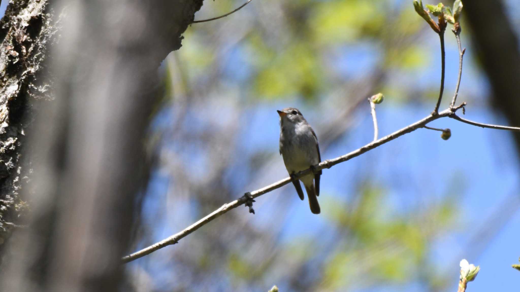 Asian Brown Flycatcher