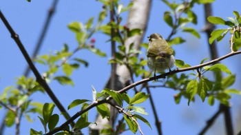 Eastern Crowned Warbler 長野県南佐久広域 Sat, 5/11/2024