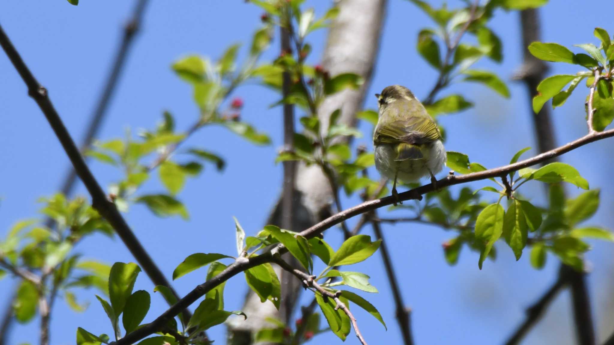 Photo of Eastern Crowned Warbler at 長野県南佐久広域 by ao1000