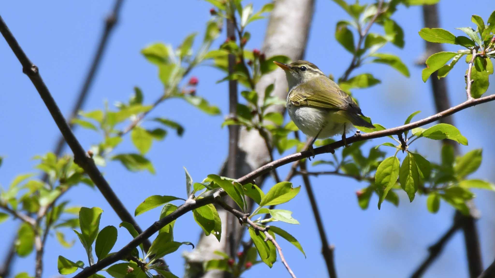 Photo of Eastern Crowned Warbler at 長野県南佐久広域 by ao1000