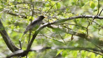 クロツグミ 長野県南佐久広域 2024年5月11日(土)