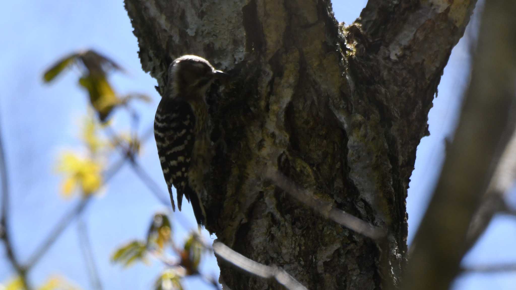 Japanese Pygmy Woodpecker