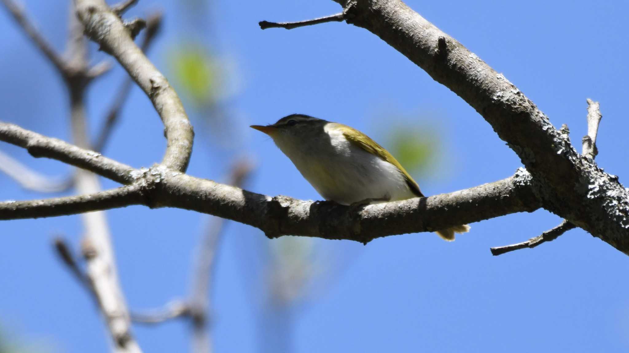 Eastern Crowned Warbler