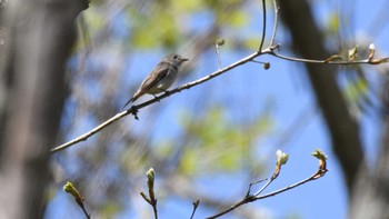 コサメビタキ 長野県南佐久広域 2024年5月11日(土)