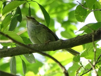 Japanese Bush Warbler Maioka Park Sun, 5/12/2024